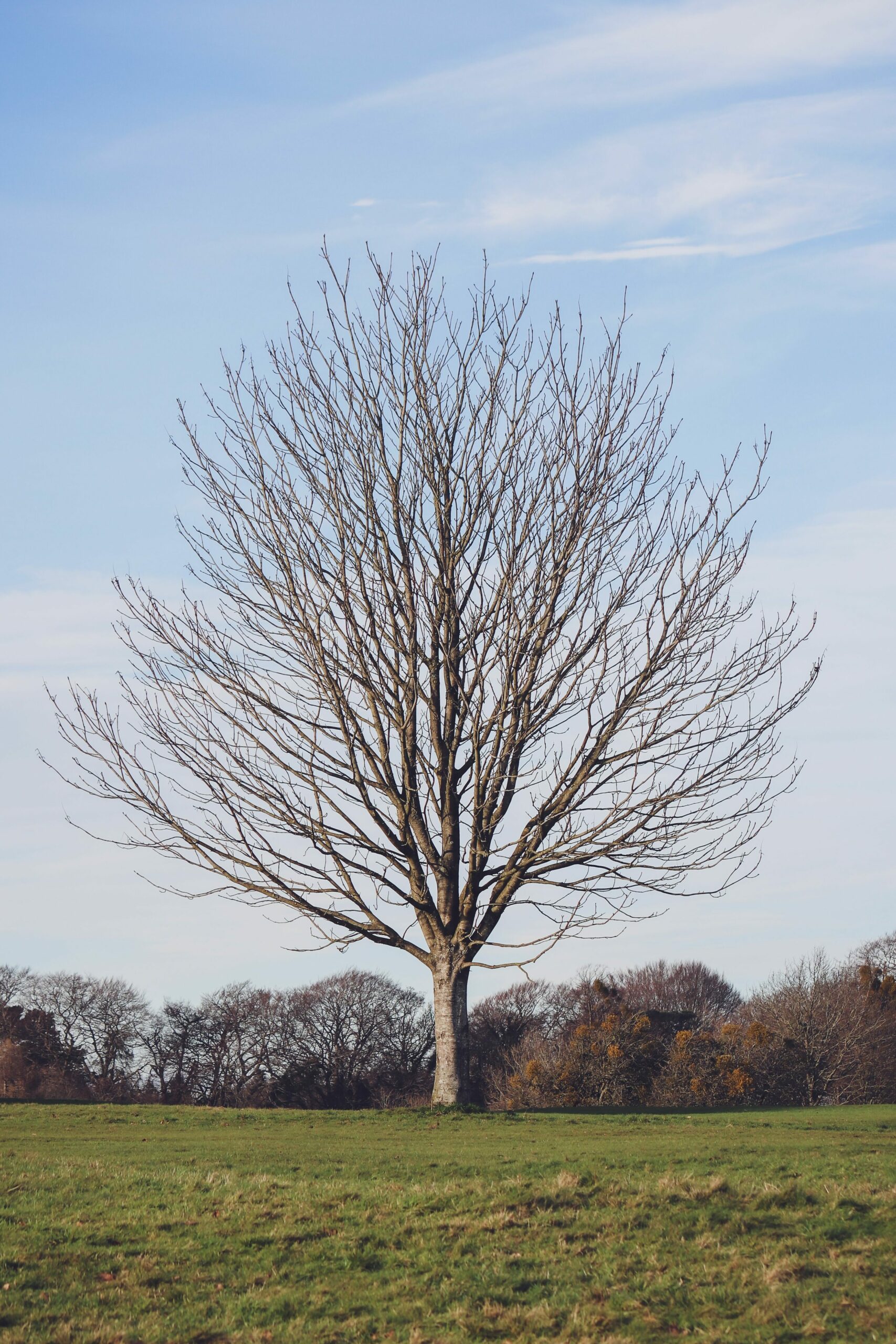 Taille d'un arbre adulte en hiver