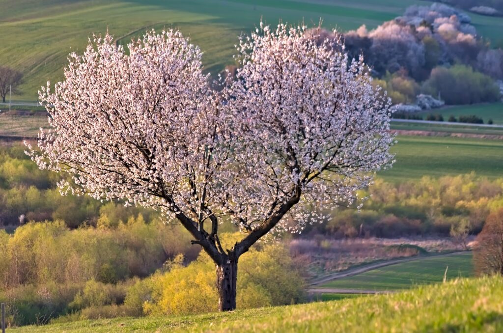 Un arbre qui vient de sortir ses fleurs et qu'il ne faut surtout pas tailler