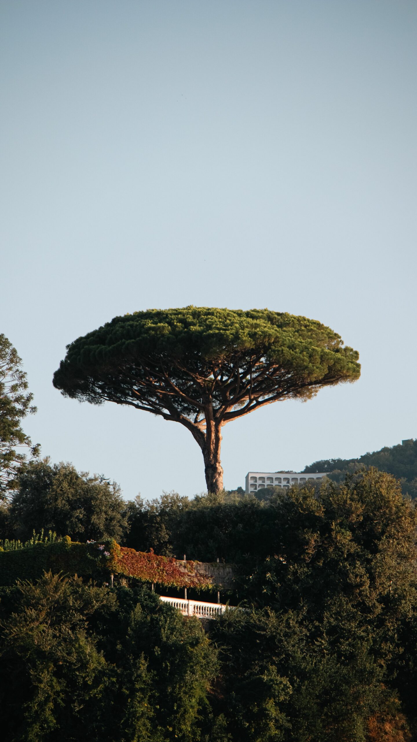 Grand arbre