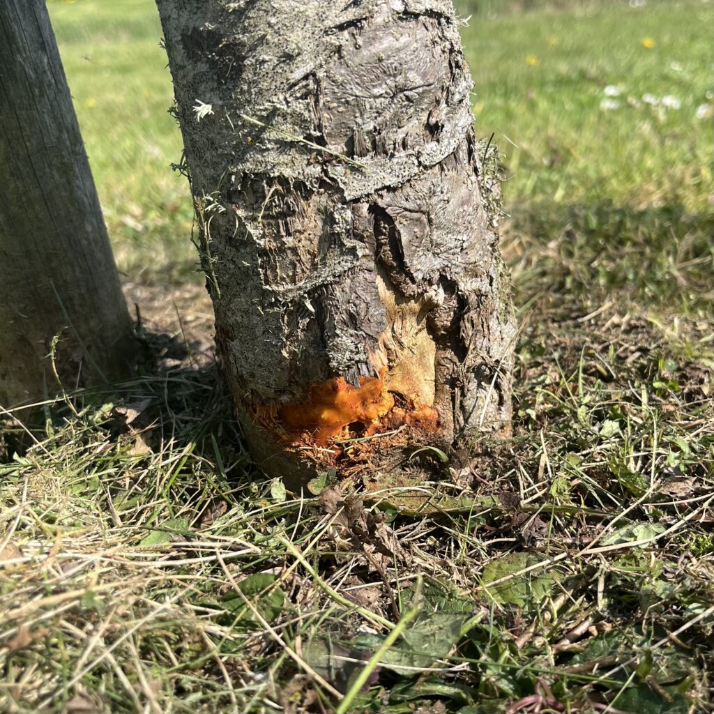 Le collet d'un arbre blessé par une débrousailleuse, les risques mécaniques sont désormais inévitables