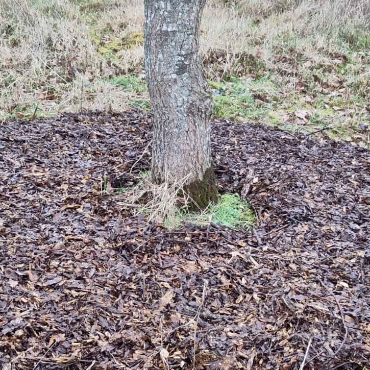 Un large paillage de copeaux au pied d'un arbre pour le nourrir et garder l'humidité