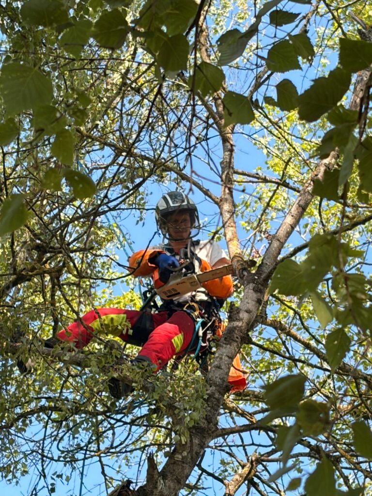 Thomas Lesage arboriste grimpeur à Briare.