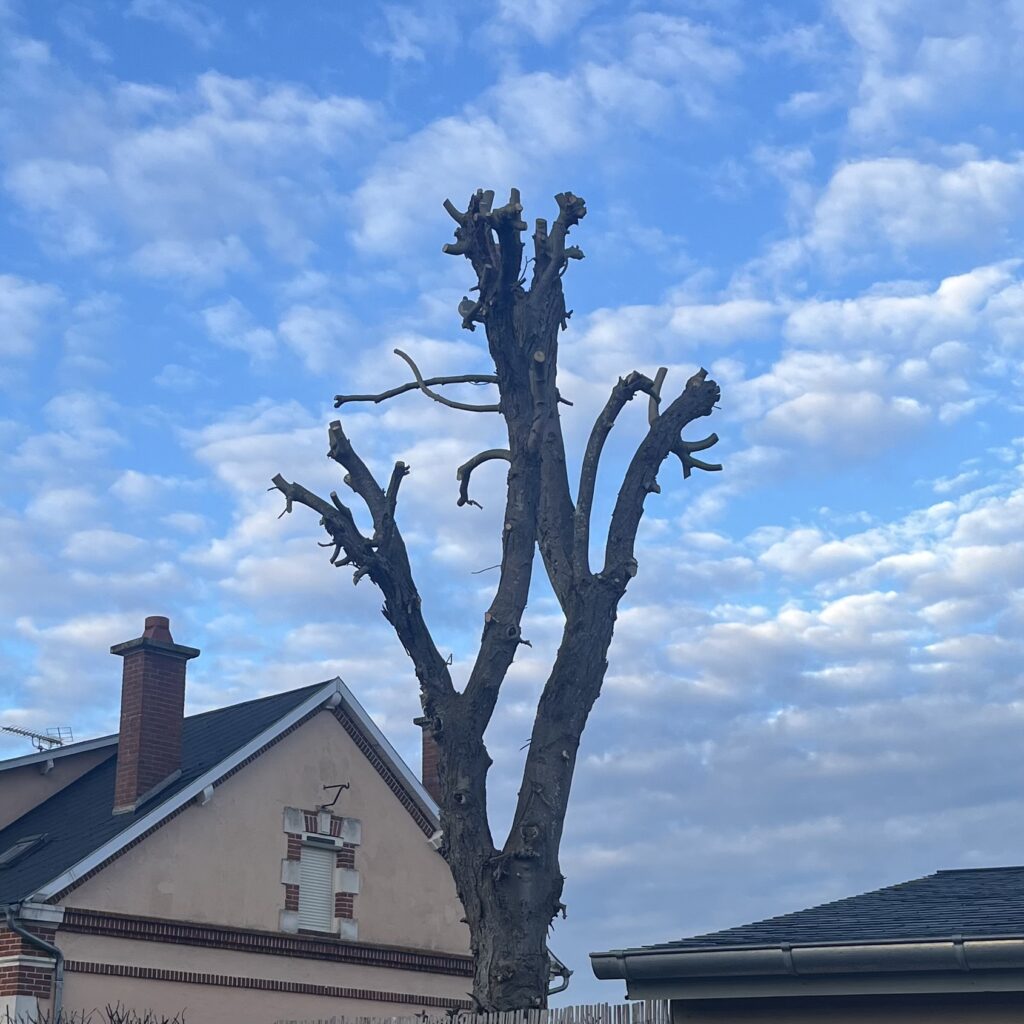 Un arbre mutilé par une mauvaise taille qu'il va falloir surveiller à l'avenir