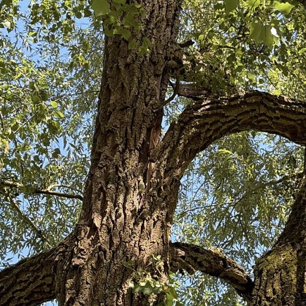 Branche déchirée après une intempérie sur un saule