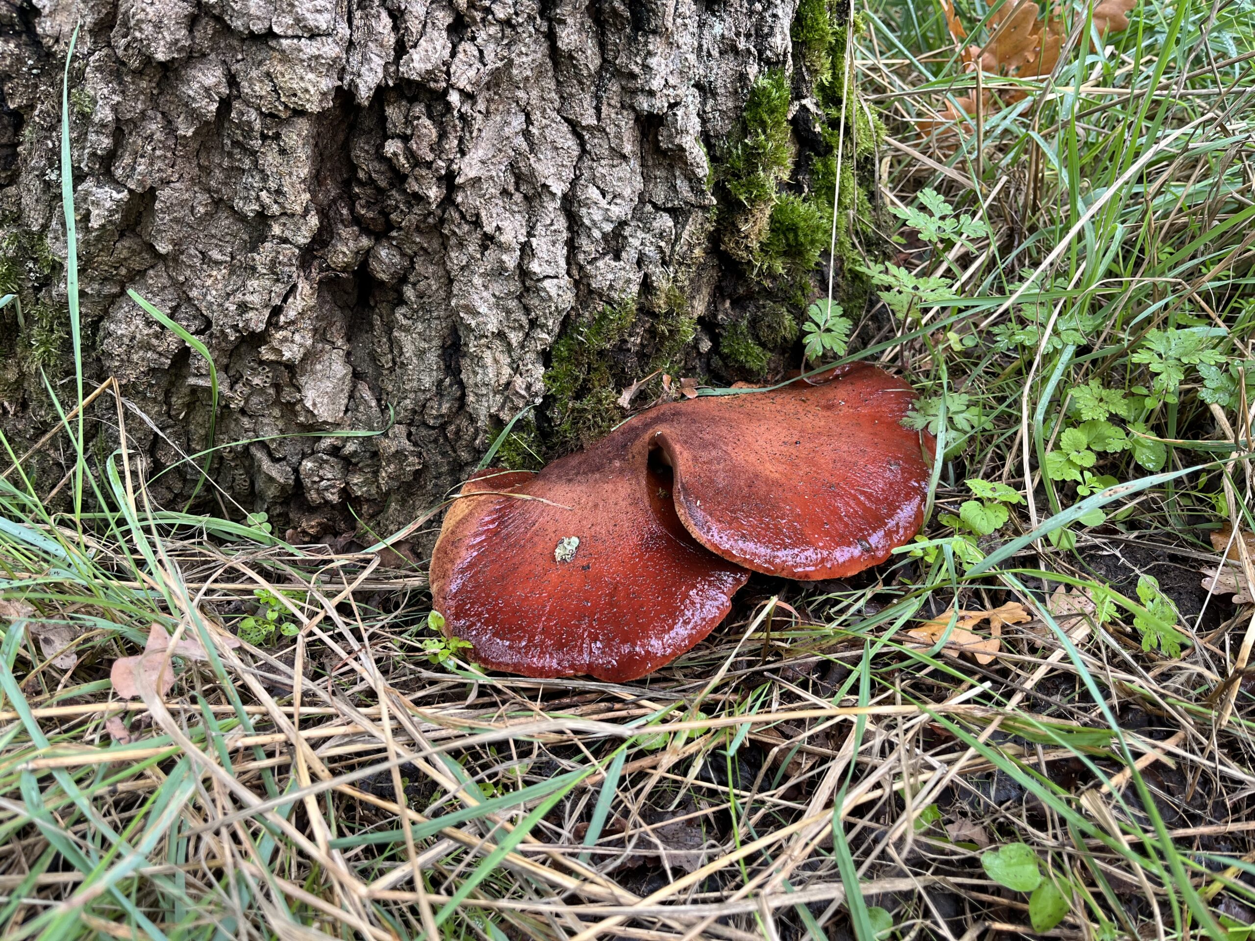 Diagnostic champignon langue de boeuf sur un chêne