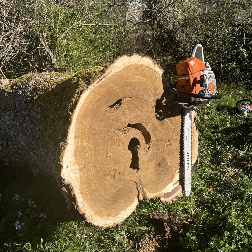 Débitage par un arboriste grimpeur d'un catalpa tombé après une tempête.
