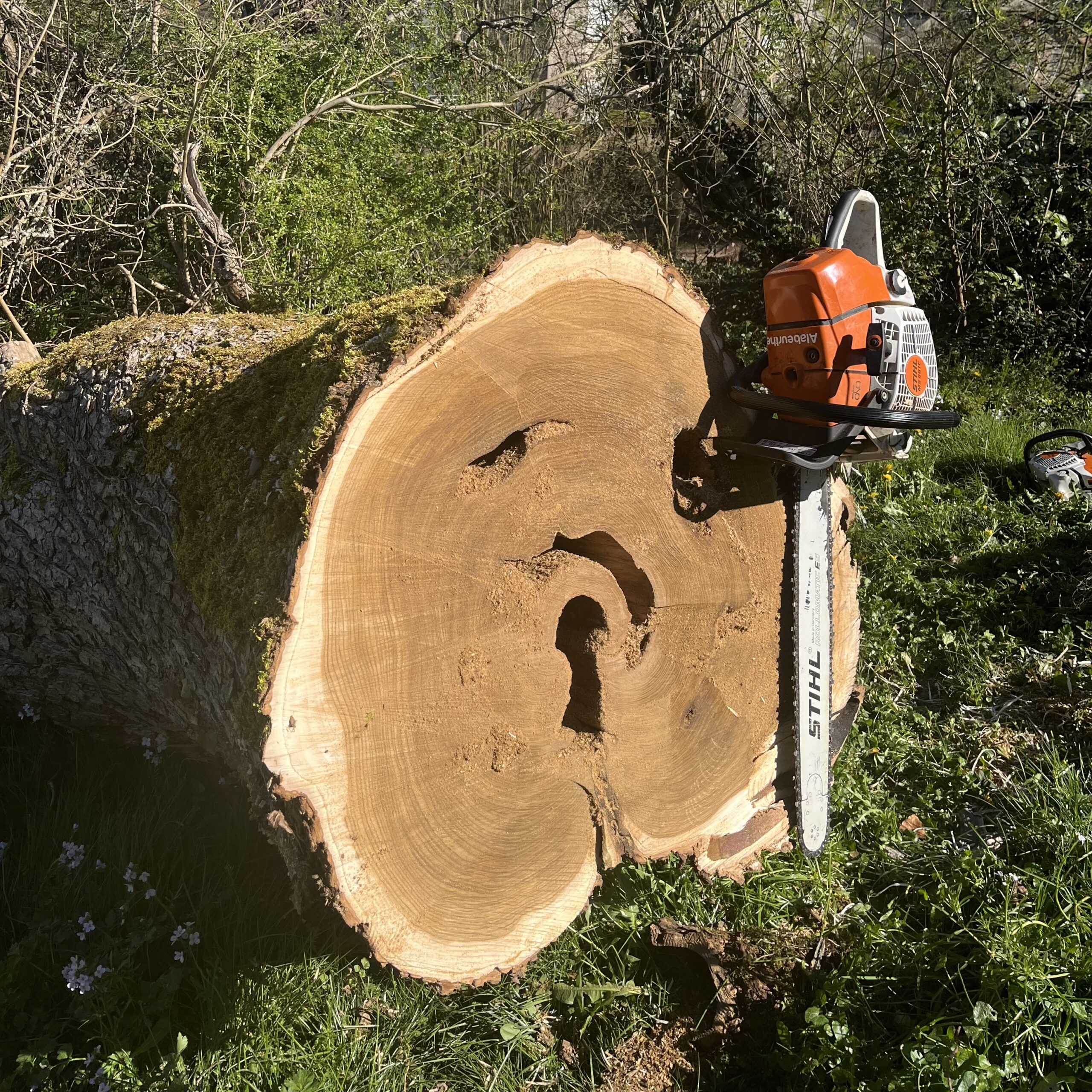Débitage d'un catalpa qui est tombé à la suite d'une tempête