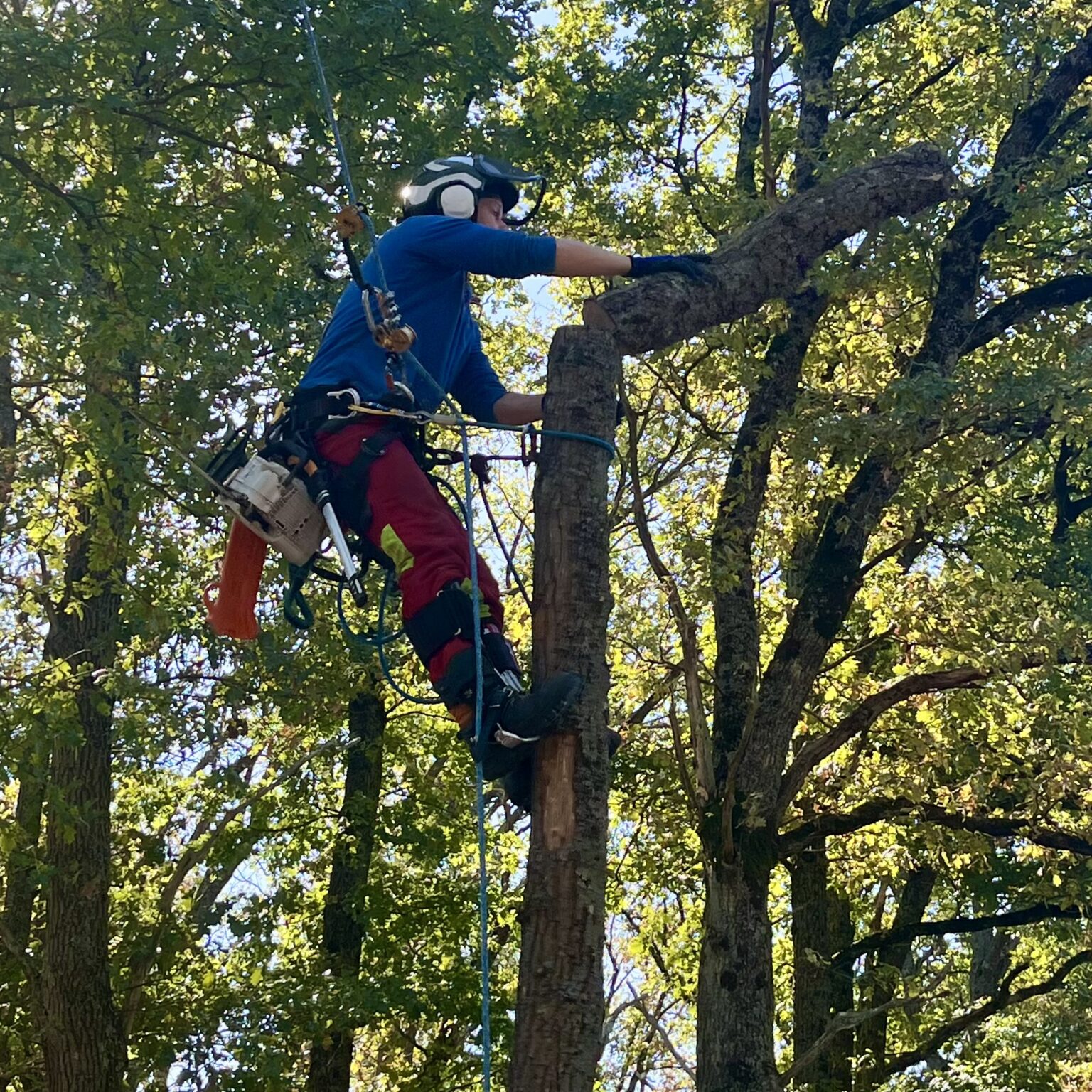Abattage par démontage d'un chêne