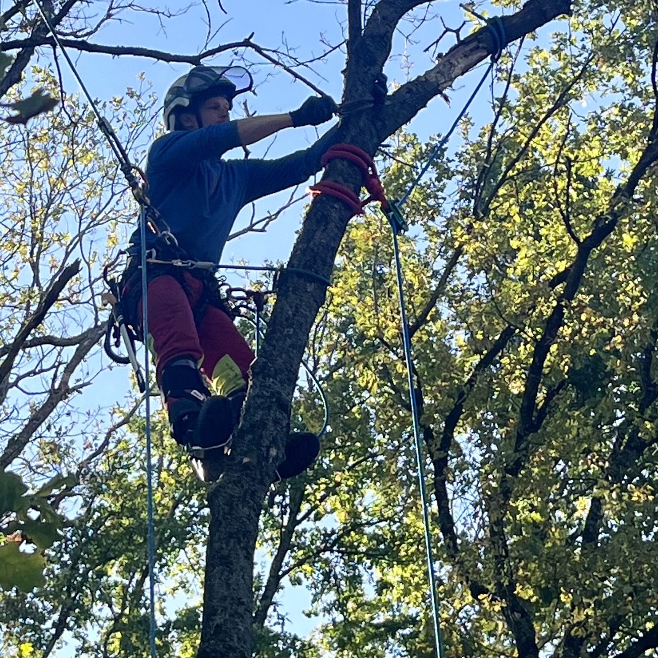 Abattage par démontage avec rétention de branches